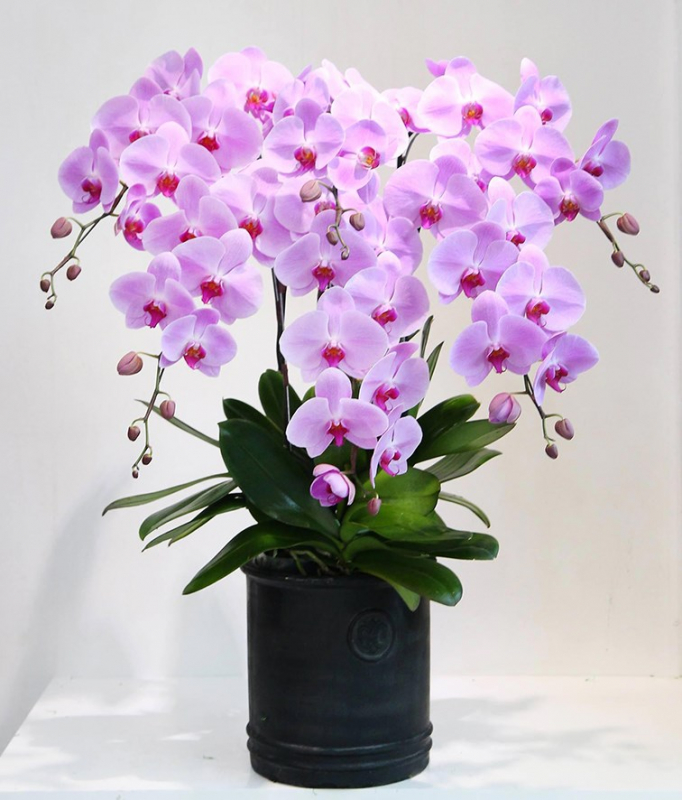 1579913561-chau-lan-ho-diep
